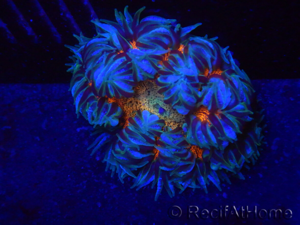 WYSIWYG Phymanthus crucifer (ex : Epicystis) 20