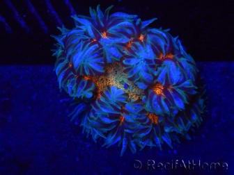 WYSIWYG Phymanthus crucifer (ex : Epicystis) 20