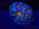 WYSIWYG Phymanthus crucifer (ex : Epicystis) 20