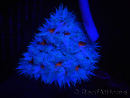 WYSIWYG Phymanthus crucifer (ex : Epicystis) 21