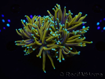 WYSIWYG RAH Euphyllia glabrescens Dragon Soul (Elevage Recifathome) 16B2