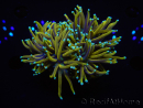 WYSIWYG RAH Euphyllia glabrescens Dragon Soul (Elevage Recifathome) 16B2