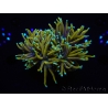 WYSIWYG RAH Euphyllia glabrescens Dragon Soul (Elevage Recifathome) 16B2