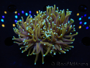 WYSIWYG RAH Euphyllia glabrescens Dragon Soul (Elevage Recifathome) 16B2