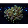 WYSIWYG RAH Euphyllia glabrescens Dragon Soul (Elevage Recifathome) 16B2