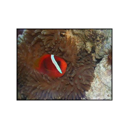 Amphiprion melanopus