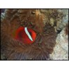 Amphiprion melanopus