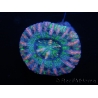 WYSIWYG Micromussa pacifica Scolymia Croc Island D6 XS 2cm