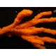 Axinella polypoides Eponge XL (environ 30 cm)