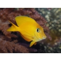 Ctenochaetus cyanocheilus 7-9 cm