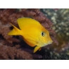 Ctenochaetus cyanocheilus 7-9 cm