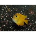 Ctenochaetus cyanocheilus 7-9 cm
