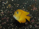 Ctenochaetus cyanocheilus 7-9 cm