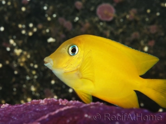 Ctenochaetus cyanocheilus 7-9 cm