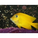 Ctenochaetus cyanocheilus 7-9 cm