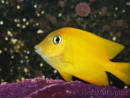 Ctenochaetus cyanocheilus 7-9 cm