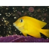 Ctenochaetus cyanocheilus 7-9 cm
