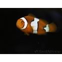 Amphiprion percula élevage France ACDP 3-5 cm