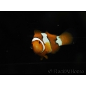 Amphiprion percula élevage France ACDP 3-5 cm
