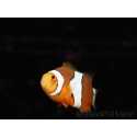 Amphiprion percula élevage France ACDP 3-5 cm