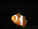 Amphiprion percula élevage France ACDP 3-5 cm