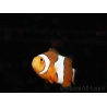 Amphiprion percula élevage France ACDP 3-5 cm