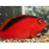 Neocirrhites armatus