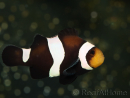 Amphiprion darwini Elevage France ACDP 3-5 cm