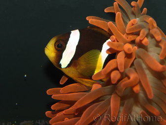 Amphiprion clarkii Zucht Frankreich  4-6 cm