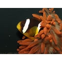 Amphiprion clarkii Cría Francia 4-6 cm