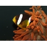 Amphiprion clarkii Elevage France 4-6 cm