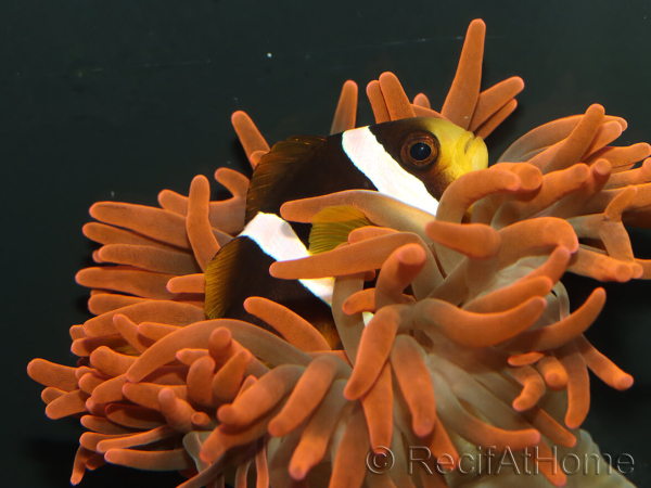 Amphiprion clarkii Zucht Frankreich  4-6 cm