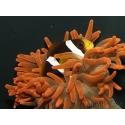 Amphiprion clarkii Elevage France 4-6 cm