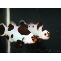 Amphiprion black storm élevage France ACDP 3-4 cm