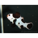 Amphiprion black storm élevage France ACDP 3-4 cm
