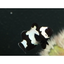 Amphiprion Full Black snowflake extreme élevage France ACDP 3-4 cm