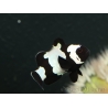 Amphiprion Full Black snowflake extreme élevage France ACDP 3-4 cm