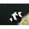 Amphiprion Full Black snowflake extreme élevage France ACDP 3-4 cm