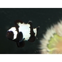 Amphiprion Full Black snowflake extreme élevage France ACDP 3-4 cm