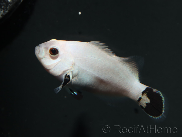 Amphiprion ocellaris platinium Storm élevage Bali aquarich 5-6 cm