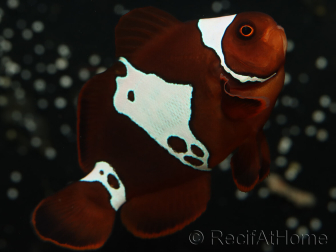 Premnas biaculeatus Lightning maroon Ultra Elevage France ACDP 4-5 cm