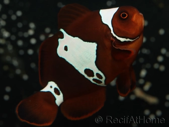 Premnas biaculeatus Lightning maroon Ultra Elevage France ACDP 4-5 cm