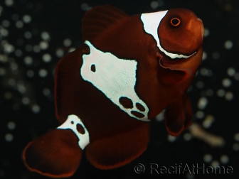Premnas biaculeatus Lightning maroon Ultra Elevage France ACDP 4-5 cm