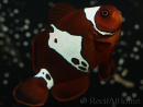 Premnas biaculeatus Lightning maroon Ultra Elevage France ACDP 4-5 cm