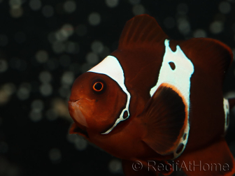 Premnas biaculeatus Lightning maroon Ultra Elevage France ACDP 4-5 cm