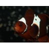 Premnas biaculeatus Lightning maroon Ultra Elevage France ACDP 4-5 cm