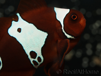 Premnas biaculeatus Lightning maroon Ultra Elevage France ACDP 4-5 cm