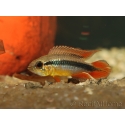 APISTOGRAMMA AGASSIZII fire red (Amérique du Sud)