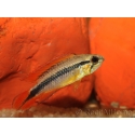 APISTOGRAMMA AGASSIZII fire red (Amérique du Sud)