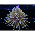 WYSIWYG Euphyllia glabrescens 24K Gold/Blue Tips (Mariculture acclimaté sous LED) 8A1